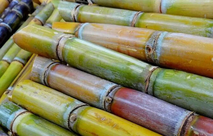 Sugarcane